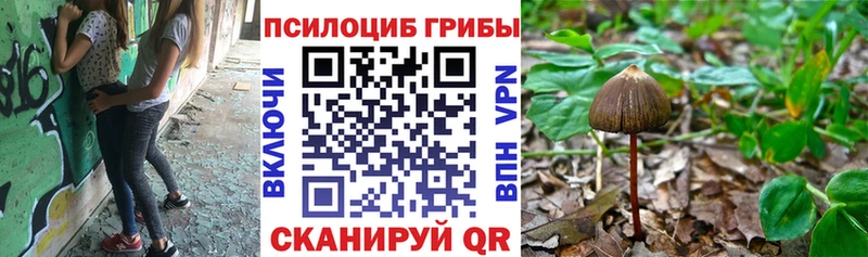 купить   Балабаново  Галлюциногенные грибы Magic Shrooms 